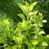 Euonymus japonicus